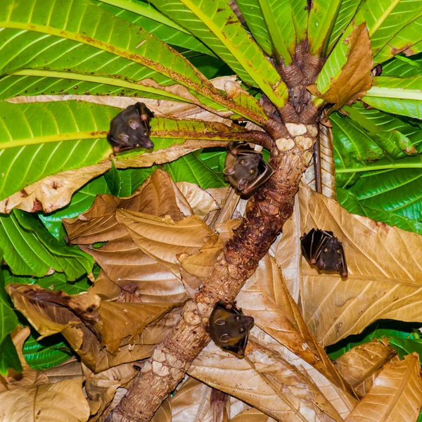 Małe nietoperze wiszące w drzewo, Tajlandia — Zdjęcie stockowe