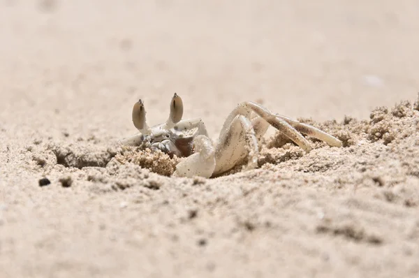 Gros plan de Crabe creusant un trou dans le sable — Photo