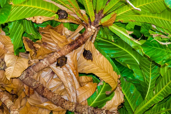 Kleine Fledermäuse hängen in Baum, Thailand — Stockfoto