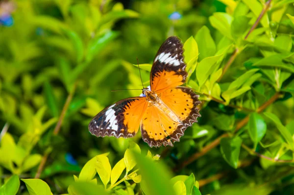 Widok kolorowy pomarańczowy motyl w okresie letnim — Zdjęcie stockowe