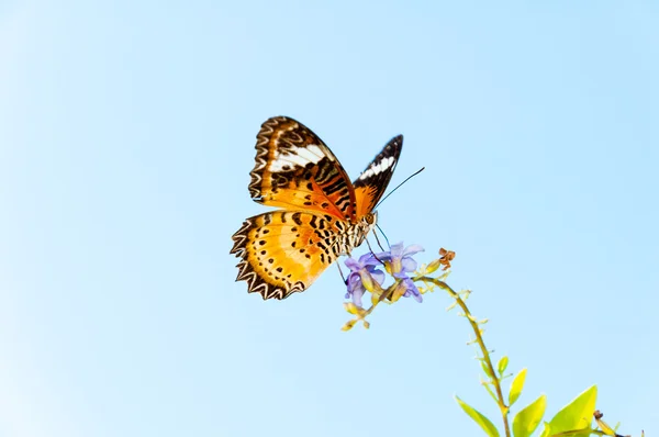 Veduta della colorata farfalla arancione nell'ora legale — Foto Stock