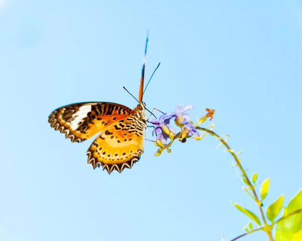 Weergave van kleurrijke oranje vlinder in de zomer — Stockfoto