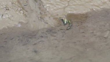 Shallow pond filled with small fish during the day
