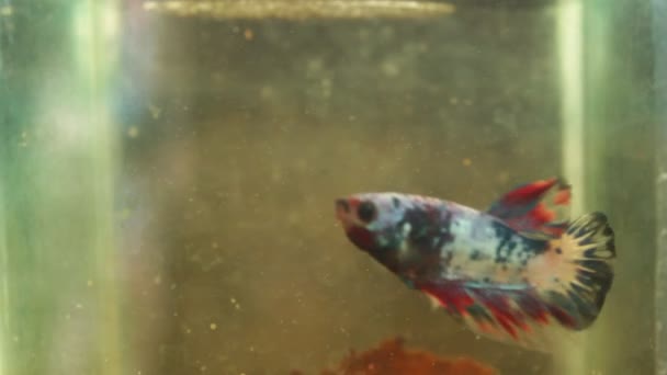Betta Peixe Aquário Com Água Suja — Vídeo de Stock
