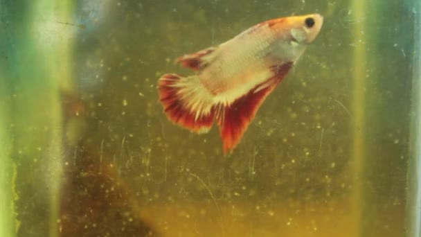 Betta Fisk Ett Akvarium Med Smutsigt Vatten — Stockvideo