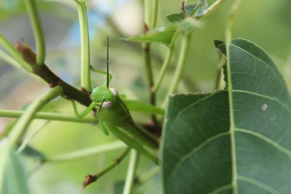Rozostřený Zelený Kobylka Seděl Zeleném Listě Rozmazaném Pozadí Škůdci Rostlin — Stock fotografie