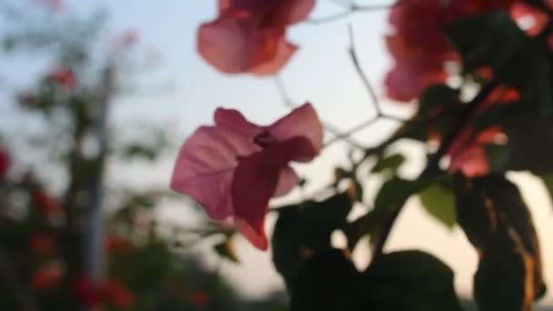 Bougainvillea Çiçekleri Bulanık Bir Arka Planda Rüzgarda Çiçek Açıyor — Stok video