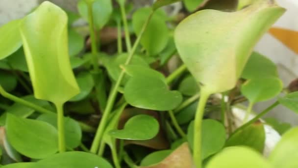 Camera Movement Blurred Fresh Green Leaves — Stock Video