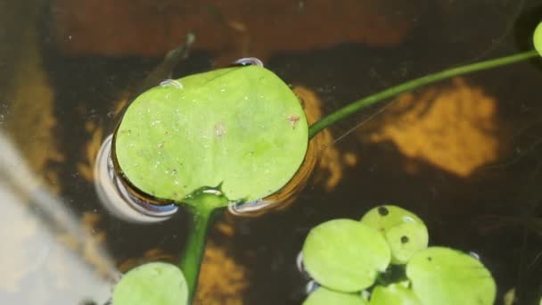 Close Murky Pond Filled Small Fish Aquatic Plants — Vídeo de Stock
