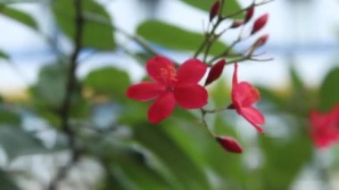 little pink flower blowing in the wind on blur background