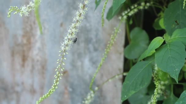 Fresh Green Leaves Blowing Wind Blurred Background Daytime — kuvapankkivideo