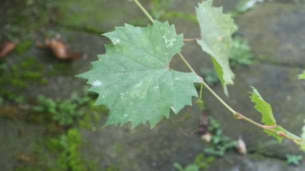 Fresh Green Leaves Blowing Wind Blurred Background Daytime — Video Stock