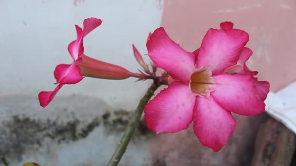 Pink Frangipani Flower Blowing Wind Blur Background — Stock Video