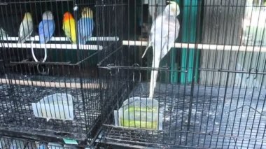 parrot in a birdcage with a blur background during the day