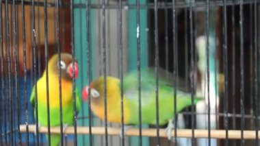 parrot in a birdcage with a blur background during the day