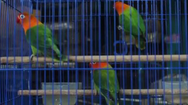 parrot in a birdcage with a blur background during the day