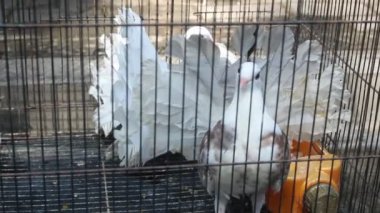 a pair of white doves in a birdcage on a blur background