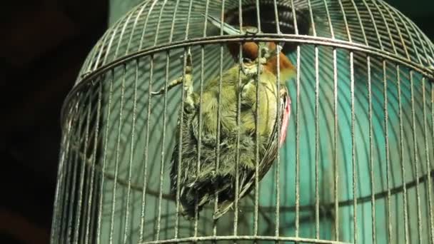 Exotic Feathered Woodpecker Birdcage Blur Background — Stock videók