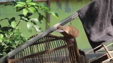 brown dove outside a cage on a blur background