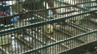 little green bird in a cage on a blur background