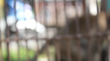 blurry of monkey in cage on blur background