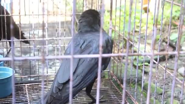Crow Cage Blur Background — Stok video