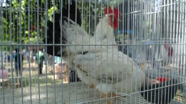 Pair Chickens Coop Blur Background — Αρχείο Βίντεο