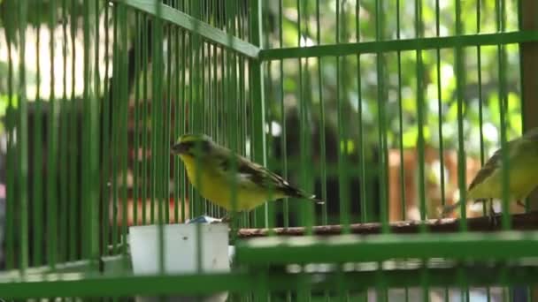 Little Green Bird Cage Blur Background — Stock video
