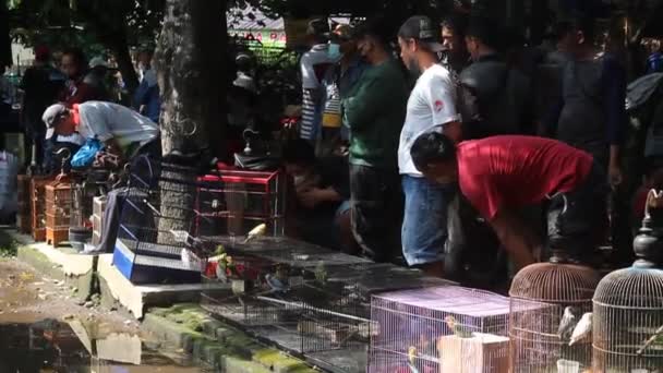 People Bird Market Yogyakarta Indonesia — Stock video