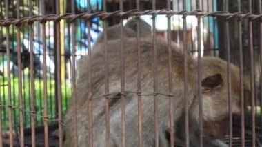 monkey in cage on blur background