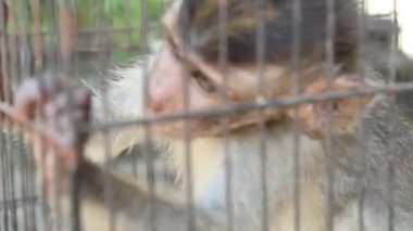 cute ape in a cage on a blur background