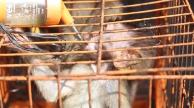 cute ape in a cage on a blur background