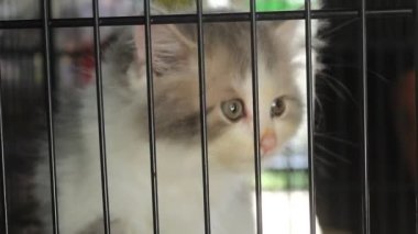 cute kitten in cage on blur background