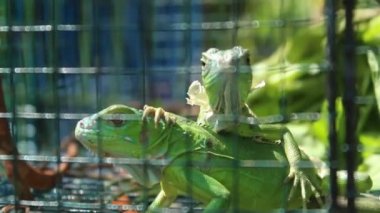 Gündüz vakti bulanık bir arka planda bir kafeste iguana. egzotik hayvanlar