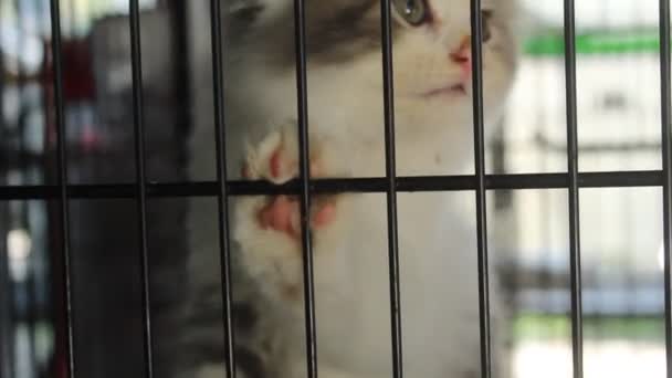 Cute Kitten Cage Blur Background — Stock video