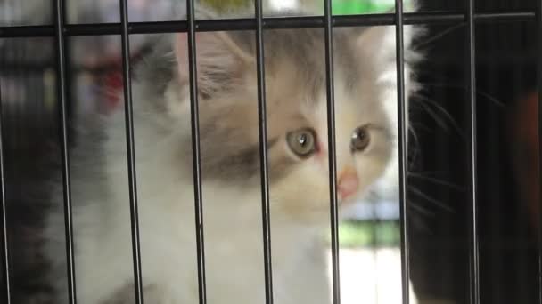 Cute Kitten Cage Blur Background — Video Stock