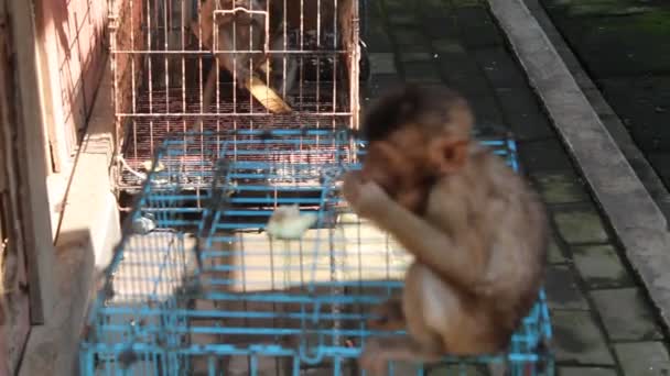 Cute Monkey Cub Cage Blur Background — Vídeo de Stock