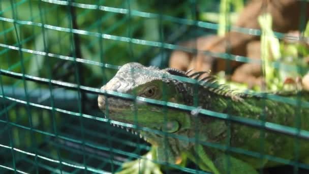 Iguana Ένα Κλουβί Ένα Θολό Φόντο Κατά Διάρκεια Της Ημέρας — Αρχείο Βίντεο