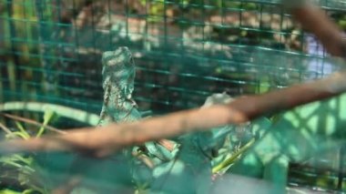 Gündüz vakti bulanık bir arka planda bir kafeste iguana. egzotik hayvanlar