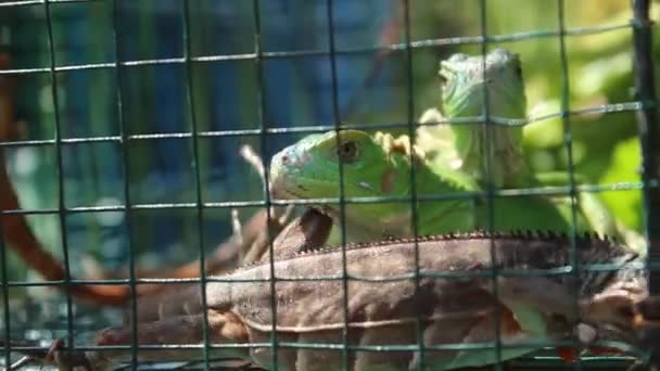 Iguana Ένα Κλουβί Ένα Θολό Φόντο Κατά Διάρκεια Της Ημέρας — Αρχείο Βίντεο