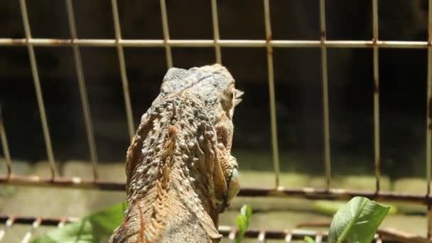 Iguana Cage Blurred Background Daytime Iguanas Come South America Exotic — ストック動画