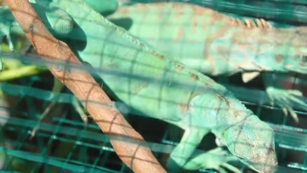 Iguana Cage Blurred Background Daytime Exotic Pets — Stock Video