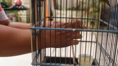 Güneşli bir günde bulanık bir arka planda kuş kafesinde kuşları beslemek