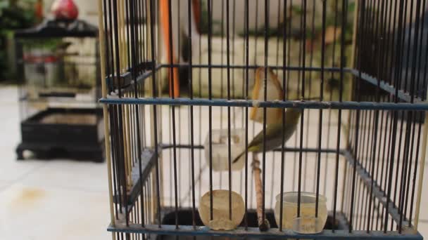 Θεαματικό Πτηνό Πτηνό Pleci Zosterop Είναι Ένα Από Γένη Τις — Αρχείο Βίντεο