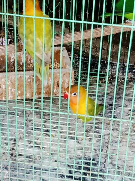 Parrot Birdcage Blurred Background Sunny Day Bird Breeding Concept — ストック写真