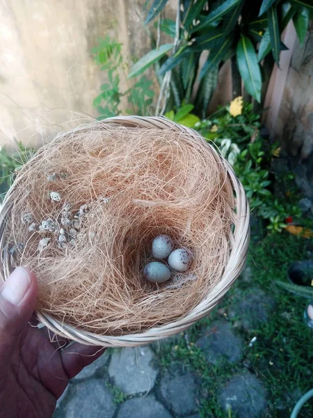 Bird Eggs Nest Blurred Background Day — Stok Foto