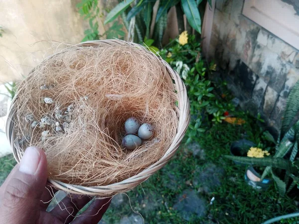 Αυγά Πτηνών Στη Φωλιά Θολή Φόντο Κατά Διάρκεια Της Ημέρας — Φωτογραφία Αρχείου