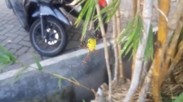 Örümcek Ağındaki Sarı Örümcek Bulanık Motosiklet Lastiğinin Arka Planında — Stok video