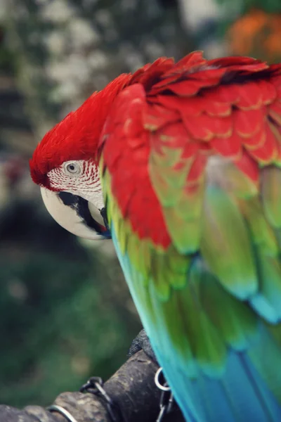 Papagaio colorido — Fotografia de Stock