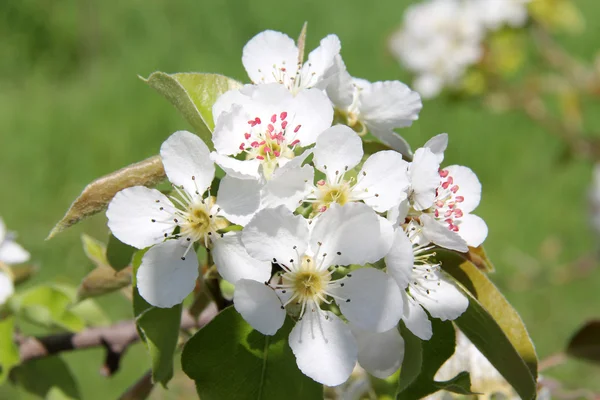 Albaricoque flores blancas en verde — Foto de Stock